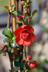 Scarlet Storm Flowering Quince