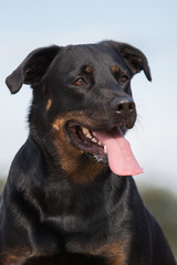 Obraz premium portrait of black rottweiler mix