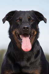 portrait of a black dog