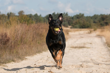Rottweiler mix with ball