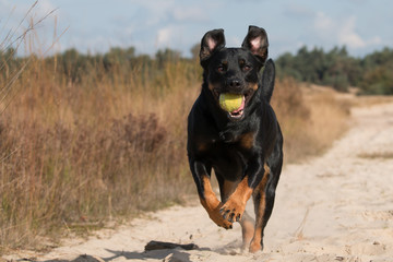 Rottweiler mix running with ball