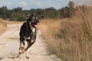 Rescue dog running