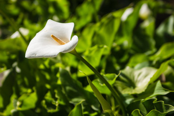 Zantedeschia aethiopica
