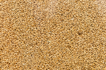 Peeled sunflower seeds background