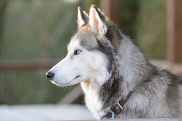 Cute and young Siberian husky outdoors on nice spring evening