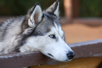 Cute and young Siberian husky outdoors on nice spring evening