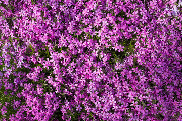 Purple spring flowers texture background. Close-up