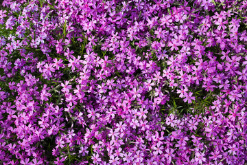 Obraz premium Purple spring flowers texture background. Close-up