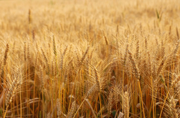 ears of golden wheat in the field at sunset light