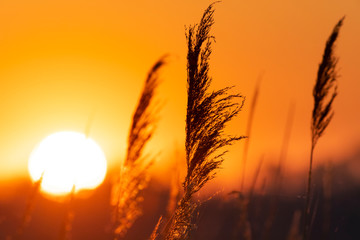 romantic sunrise on lake with tuft of grass, close up