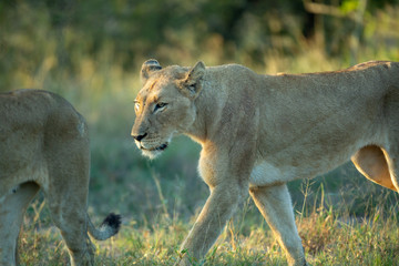 A pride of lions hunting. The tactile bonds between sisters and cubs is noticeable here.