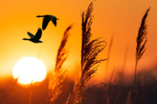 poetic sunrise with birds silhouettes, Neusiedler see, Austria