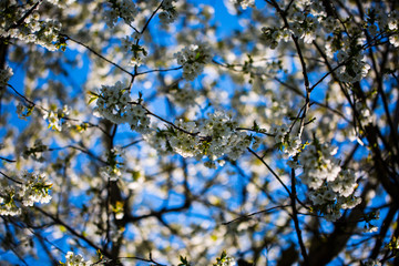 Cherry blossoms in the sunshine, blue sky