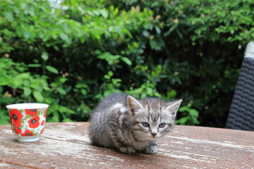 Obraz premium Cat