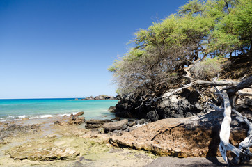Fototapeta premium Between Wailalea Bay and Hapuna