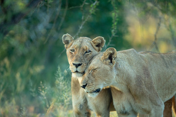 Fototapeta na wymiar A pride of lions hunting. The tactile bonds between sisters and cubs is noticeable here.