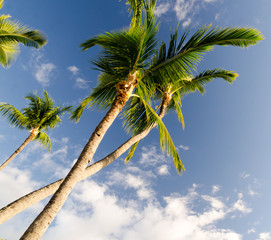 Palms behind Hale Halawai  in Kona