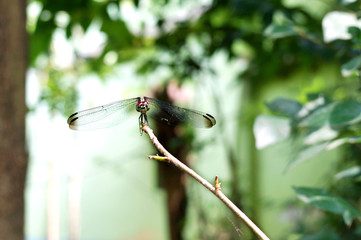 Hopper is sitting on the branches of tree