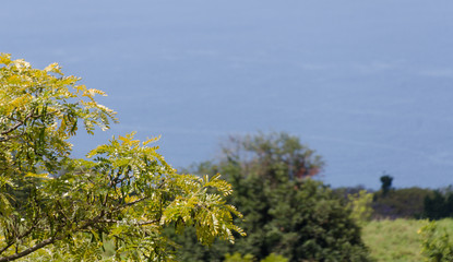 Coffee plantation on hills near Captain Cook