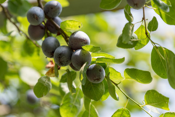 Fruit of the prune on the tree, on the branch