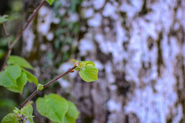 spring leaves