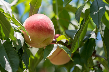 Peach fruit, on the branch