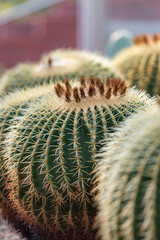 Golden ball cactus in Close up