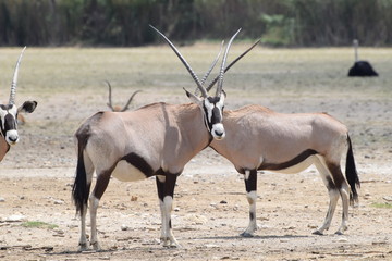 Wild antelope in the Safari Park, France.