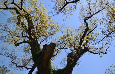 Bushy tree