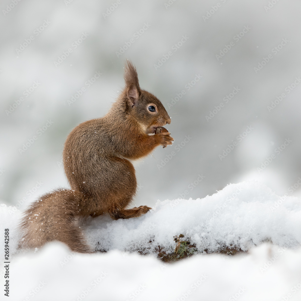 Poster side view of a red squirrel perched on a snow covered log eating a hazelnut with his tail. taken in 