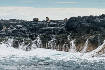 Seals, wildlife around Phillip Island, Victoria