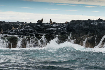 Seals, wildlife around Phillip Island, Victoria