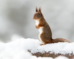 Naklejka na ściany i meble Red Squirrel sitting upright and covered in flecks of snow on a snow covered log with a white snow background. Taken in the Cairngorms National Park, Scotland.