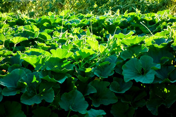 陽光に輝く艶やかな緑色のカボチャの葉っぱ