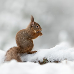 Obraz premium Side view of a Red squirrel perched on a snow covered log eating a hazelnut with his tail. Taken in the Cairngorms National Park, Scotland.