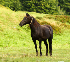 Beautifull black horse in the wild