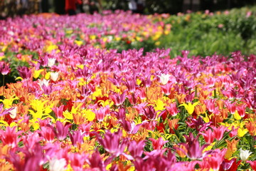 Un tappeto di tulipani