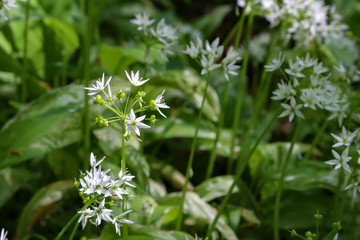 The wild garlic blooms in the spring forest