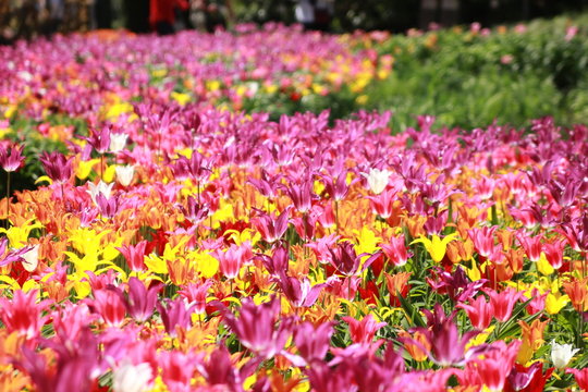 Un tappeto di tulipani