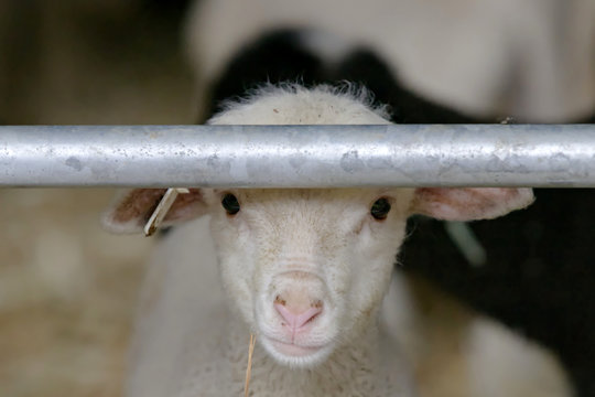 Close-up portait of white newborn lamb in a sheepfold, facing the camera, near Sisteron in France