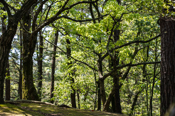 Fototapeta premium 初夏の公園の樹木