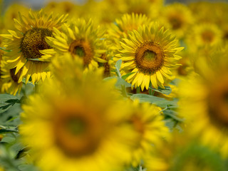 It is a sunflower field photographed in Japan.