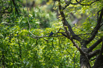 公園の野鳥　オオルリ