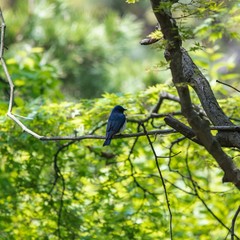 公園の野鳥　オオルリ