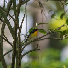 公園の野鳥　キビタキ