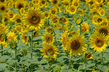 Fototapeta na wymiar It is a sunflower field photographed in Japan.