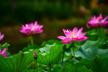 In the context of virtual reality, the lotus blossoms in summer