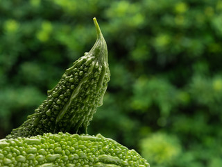 Bitter gourd