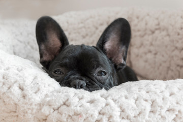 A little black French bulldog puppy.