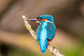 Eisvogel aufmerksam schauend auf Ast im Schilf Kingfisher watching attentively sitting on a branch